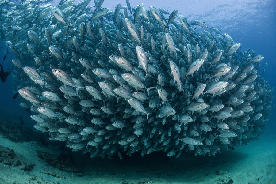 2019-pesca-sostenible.jpg