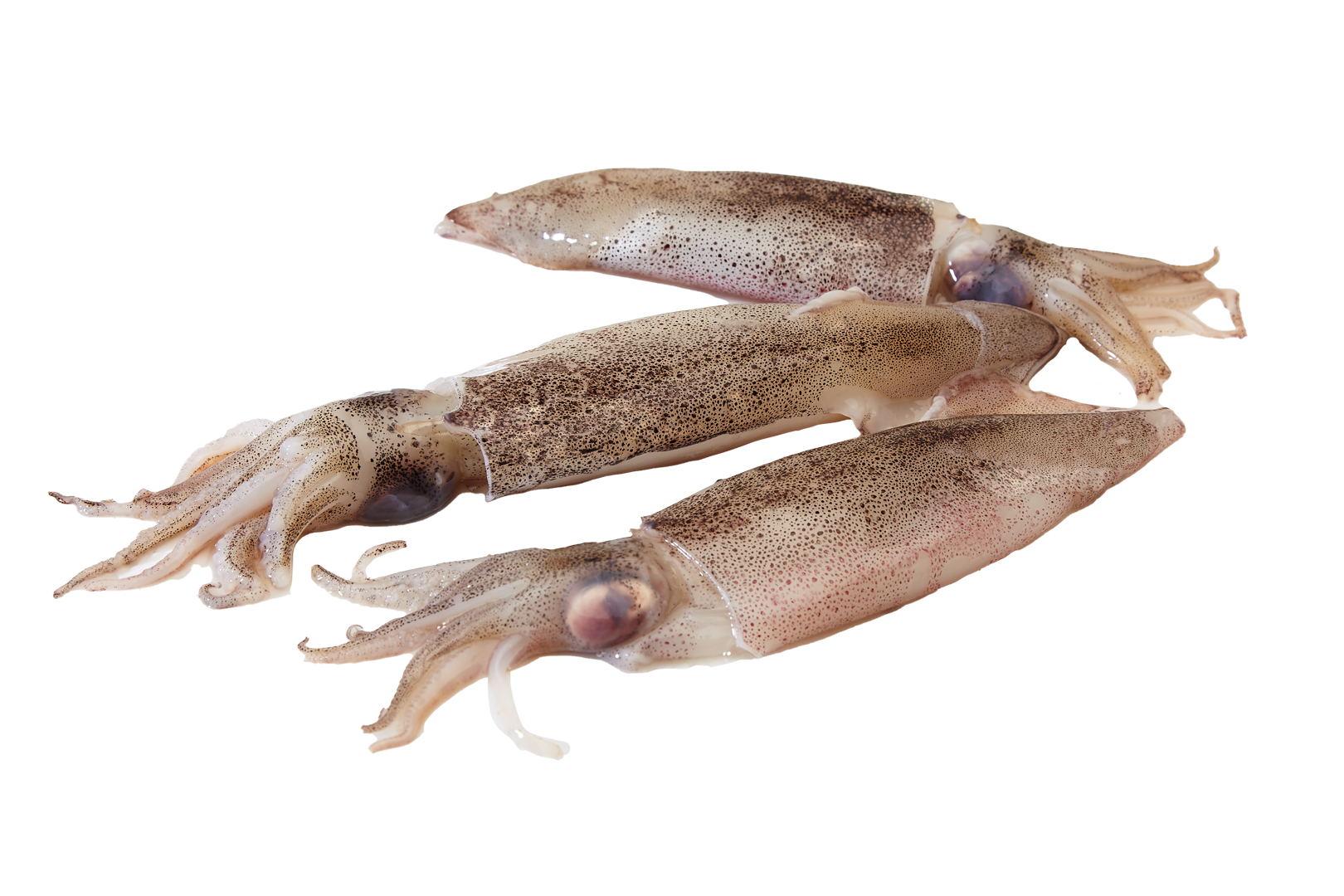 calamar-patagonico-entero-ok.png